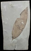 Fossil Allophylus flexifolia Leaf - Inches Long #2324