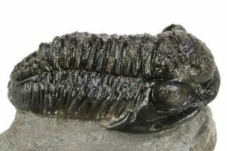 Detailed Gerastos Trilobite Fossil - Morocco #226611