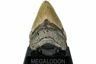 Fossil Megalodon Tooth - North Carolina #226502