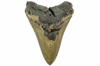 Serrated, Fossil Megalodon Tooth - North Carolina #226524