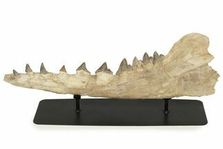 Fossil Primitive Whale (Pappocetus) Jaw - Morocco #227169