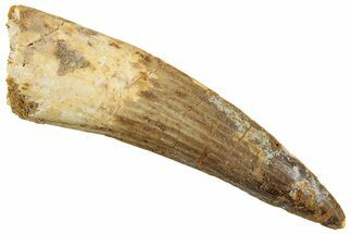 Fossil Spinosaurus Tooth - Real Dinosaur Tooth #227238