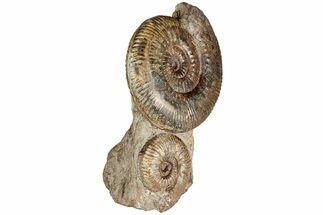 Free-Standing Fossil Ammonite (Hammatoceras) Pair - France #227337