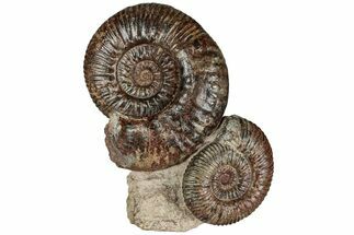 Free-Standing Fossil Ammonite (Hammatoceras) Pair - France #227339
