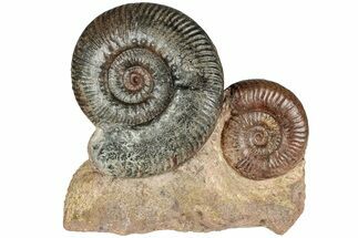 Free-Standing Fossil Ammonite (Hammatoceras) Pair - France #227340