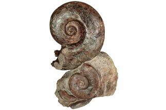 Free-Standing Fossil Ammonite Display - France #227341