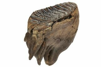Woolly Mammoth Molar With Roots - Siberia #227422