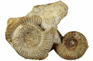 Jurassic Ammonite & Gastropod Cluster - Fresney, France #227345