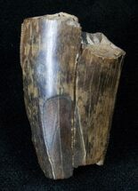 Partial Tyrannosaurus (T-Rex) Tooth - Montana #13857