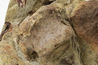 Hadrosaur (Edmontosaurus) Caudal Vertebra in Situ - Wyoming #227506