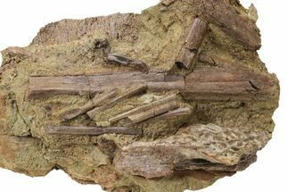 Dinosaur Bones, Tendons, and Tooth in Sandstone - Wyoming #227511