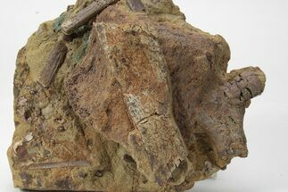 Dinosaur Tendons and Bones in Situ - Lance Formation, Wyoming #227512