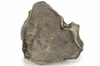 Polished Dinosaur Bone (Gembone) Vertebra Section - South Dakota #227398
