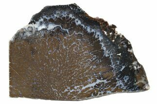 Polished Canadian River Plume Agate - Texas #227652