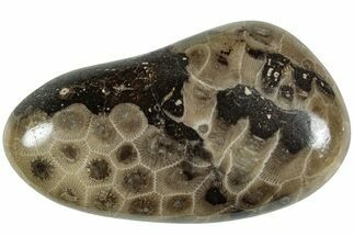 Polished Petoskey Stone (Fossil Coral) - Michigan #227523