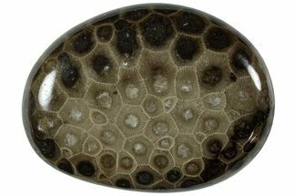 Polished Petoskey Stone (Fossil Coral) - Michigan #227526
