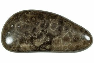 Polished Petoskey Stone (Fossil Coral) - Michigan #227538