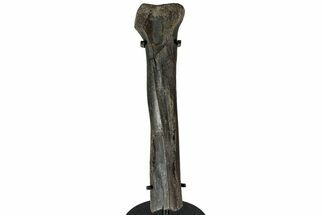 Raptor Partial Metatarsal w/ Metal Stand - Montana #227755