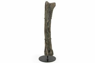 Hadrosaur (Hypacrosaur) Femur with Metal Stand - Montana #227774