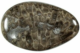 Polished Petoskey Stone (Fossil Coral) - Michigan #227545
