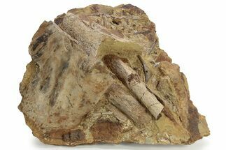 Sandstone With Triceratops Jugal, Tendon & Bone - Wyoming #227967