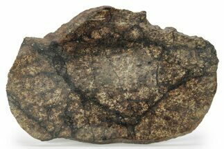 Chondrite Meteorite ( g) Slice with Shock Veins - Morocco #227977