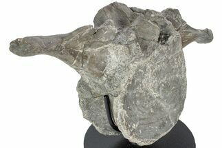 Hadrosaur (Maiasaura) Vertebra w/ Metal Stand - Montana #227770