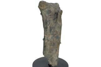 Hadrosaur (Hypacrosaur) Partial Femur with Stand - Montana #227773