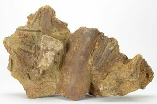 Dinosaur Tendons and Bones in Sandstone - Wyoming #228059