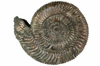 Iridescent, Pyritized Ammonite (Speetoniceras) Fossil #228075