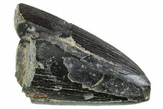 Serrated Tyrannosaur Tooth Tip - Two Medicine Formation #227832