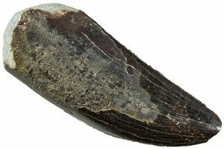 Serrated Tyrannosaur Tooth - Two Medicine Formation #227838
