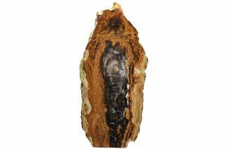 Petrified Wood (Sycamore) Stand-Up - Parker, Colorado #228115