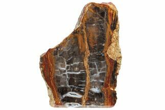 Petrified Wood (Sycamore) Stand-Up - Parker, Colorado #228121