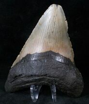Pathalogical Megalodon Tooth - North Carolina #13825