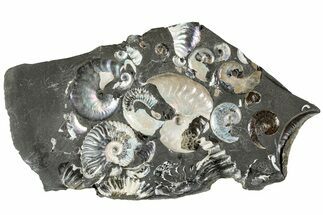 Iridescent Ammonite (Deshayesites & Aconeceras) Cluster #228153