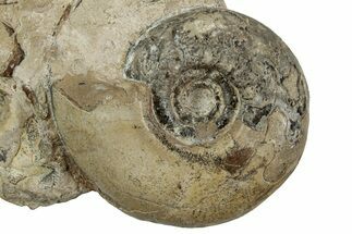 Permian Ammonite (Uraloceras) Fossil - Russia #228157