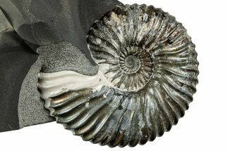 Pyritized Ammonite (Deshayesites) Fossil #228165