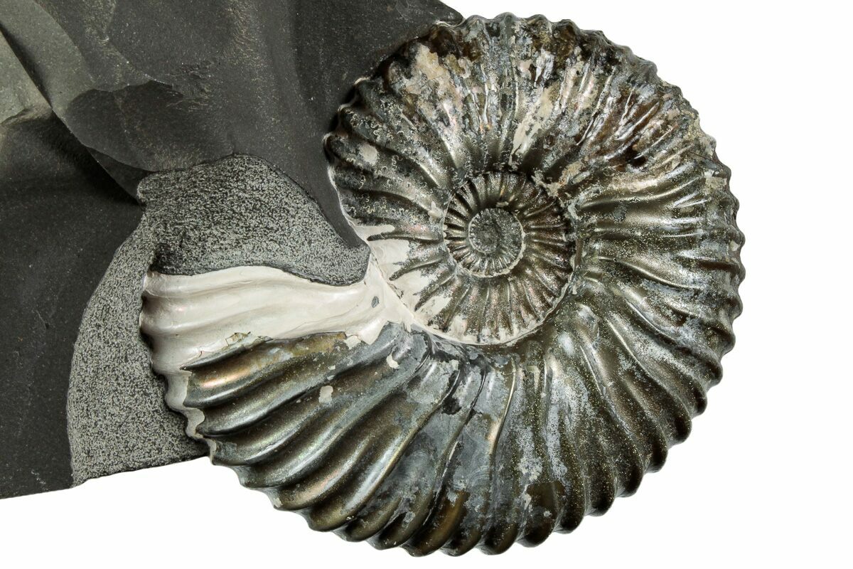 3 Pyritized Ammonite Deshayesites Fossil 228165 For Sale