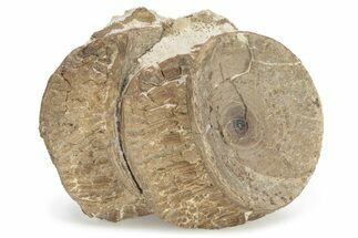 Fossil Xiphactinus (Cretaceous Fish) Vertebrae - Kansas #228313