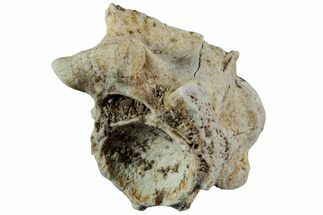 Fossil Sea Snake (Palaeophis) Vertebra - Morocco #227953