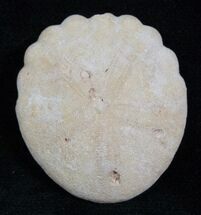Fossil Sand Dollar (Heliophora) - Boujdour, Morocco #13875