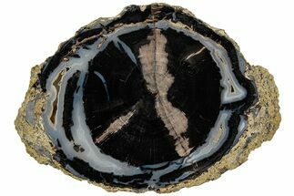 Petrified Wood (Schinoxylon) Round - Blue Forest, Wyoming #228014