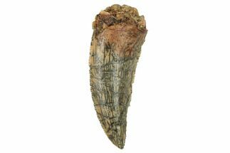 Serrated, Raptor Tooth - Real Dinosaur Tooth #228802