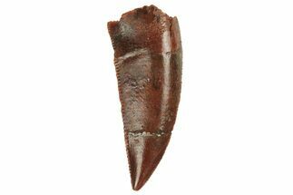 Serrated, Raptor Tooth - Real Dinosaur Tooth #228804