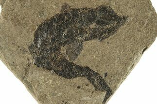 Carboniferous Fish (Gyrolepidotus) - Siberia #228883