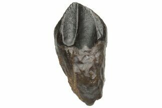 Triceratops Tooth With Partial Root - Montana #229150