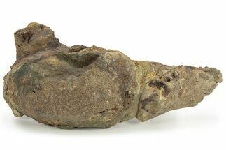 Partial Dinosaur Bones in Sandstone - Wyoming #229177