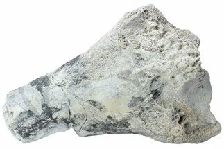 Fossil Titanothere (Megacerops) Limb Bone End - South Dakota #229049