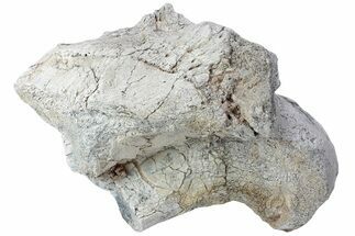 Fossil Titanothere (Megacerops) Limb Bone End - South Dakota #229051